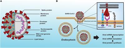 Neuropathological Aspects of SARS-CoV-2 Infection: Significance for Both Alzheimer’s and Parkinson’s Disease